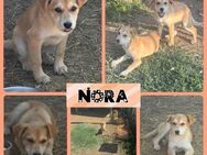 Familienbande für Nora gesucht - Bissingen