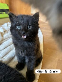 Kitten zu verkaufen - Babykatze EU Kurzhaar Tiger - Ostrach