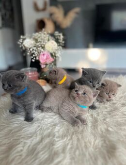 5 Britisch Kurzhaar Kitten suchen ein liebevolles Zuhause - Niedernhausen