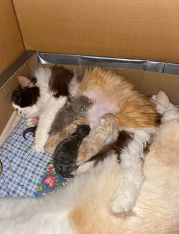 3 BLH Babys und 1 BKH Baby mit Stammbaum suchen ihr neues Lieblingszuhause - Wagenfeld