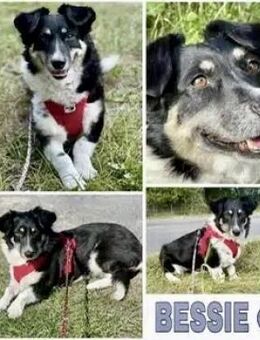 BESSIE -liebevoll, witzig & verspielt- - Duisburg