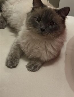 Heilige Birma Kater - Mönchengladbach
