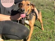 Aufgeschlossene KENDRA sucht Familie❤️ - Saarbrücken