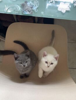 Wunderschöne reinrassige BKH Kitten abzugeben ❤️ - Stuhr