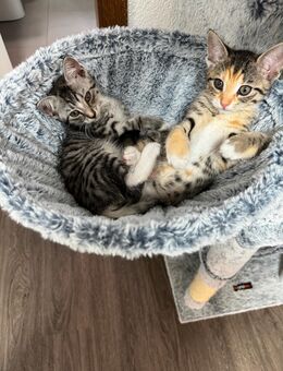 🐱 Zwei süße Kätzchen suchen ein liebevolles Zuhause - Wissen