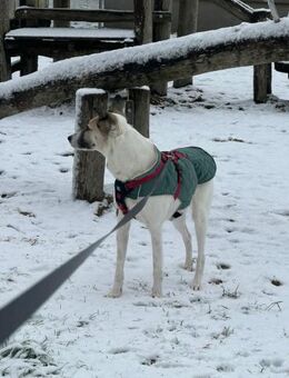 HOPE sucht ein liebevolles Zuhause - Neuberg