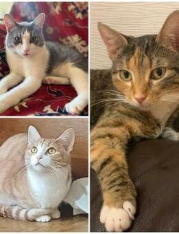 🆘NOTFALLGurry, Nala & Sima🆘 - Eislingen (Fils)