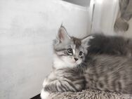 reinrassiges Maine Coon Kitten - Essen