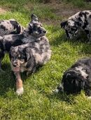 Altdeutsche Hütehundwelpen suchen ein Zuhause in 24613