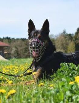 OLIVER sucht Hundeerfahrene Menschen - Reisbach