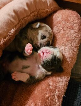 Blauer Husky-Panda Französische Bulldogge Rüde, - Nürnberg