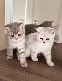 🐾 Britische Kurzhaar-Kätzchen suchen liebevolles Zuhause 🐾 - Hamm Zentrum