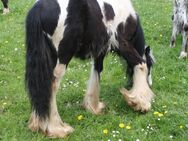 Tricolour Irish Cob Jährling - Calden