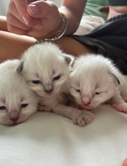 Heilige Birma Kitten - Kronach Zentrum