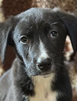 Fleur, geb. ca. 02/2025, Griechenland - Euskirchen