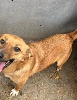 ❣️Millie-Maus 🐭 sucht ein Zuhaus❣️ - Eislingen (Fils)