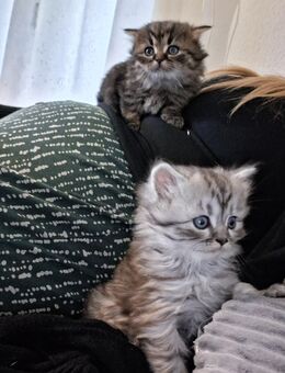 Süße BKH Kartäuser Mix Kätzchen Kitten Kater Katzenbabys - Groß Umstadt