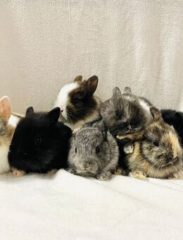 Zwergkaninchen Babys Minilop - München
