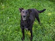 AVA - Menschenfreunde und Hundekumpels - Overath