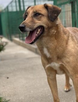 Joe - freundlicher, treuer Begleiter - Berlin