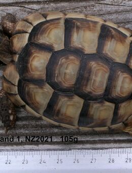 Breitrandschildkröten: Nachzuchten aus 2021 abzugeben - Grebenau