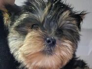 Yorkshire Terrier Welpen – Blue and Tan – Nähe Dresden - Großröhrsdorf