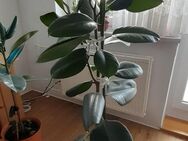 Gummibaum Zimmerpflanze mit Topf - Wiesbaden Kostheim