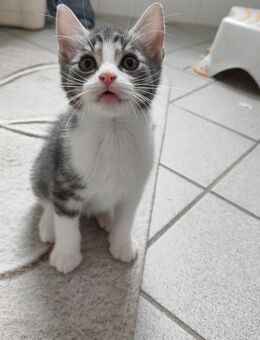 Kitten Babys - Hamburg Altona