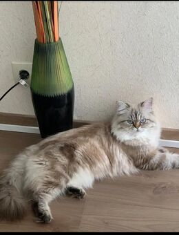Reinrassige Perserkatze zu verkaufen - Köln