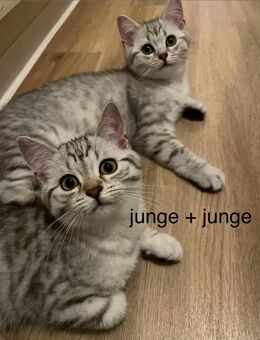 Süße BKH Kitten suchen ein neues Zuhause (abholbereit) - Duisburg