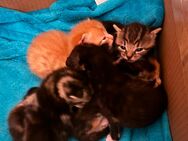 Katzen Babys/ Kitten zu verkaufen - Vachendorf