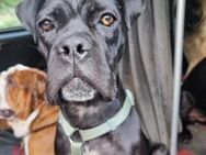 Cane Corso Hündin Coco - Bissingen