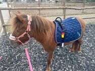 Dt. Part-bred Shetland Pony (Stute ) - Köln