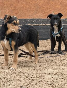 Luna und Daisy , zwei mittelgroß werdende Hündinnen von 4,5Monaten - Börde-Hakel
