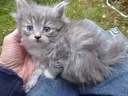 Sibirische Katzenbabys mit Stammbaum - Trier