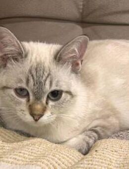 Beta sucht mit Schwester Mimir Zuhause - Neuss