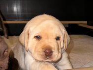 Reinrassige Labrador-Welpen abzugeben - Meschede (Kreis- und Hochschulstadt)