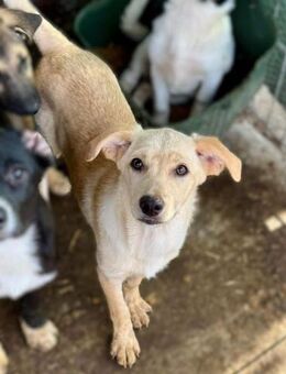 KESSY ~ hübsche Blondine - Duisburg