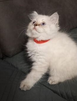 Britische Kitten 4 Monate - Erbach (Hessen)