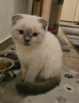 BHK katzen bebys - Duisburg