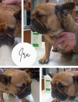 IRA PP Süße Hündin sucht Happy End - Neustadt (Rübenberge)