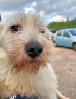 FELICE - was für ein toller Hund! - Regensburg