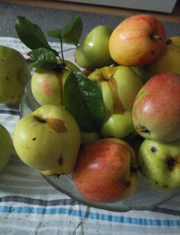 Suchen Obst- und Gemüsereste, Salate usw. für Notfellchen - Sarstedt