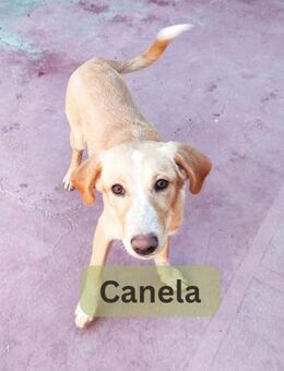 CANELA, w., Mischling, ca. 46 cm - Sipplingen