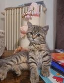 BKH Katze suchen neue zuhause in 12347