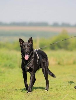 Traumhund Nemo - Süderholz