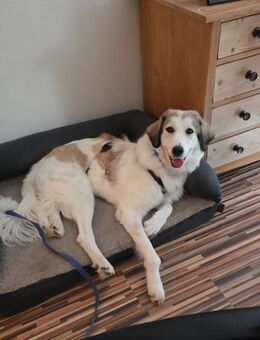 Wally, fröhlich, sehr sozial - Seefeld (Bayern)