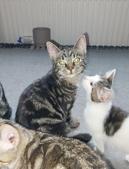 Kitten 3 Monate - Duisburg