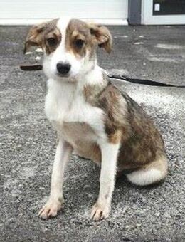 Batari ist so süß, fröhlich und offen - Karben