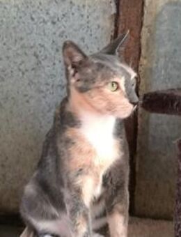 Rosa - Glückskatze sucht DICH! - Walluf